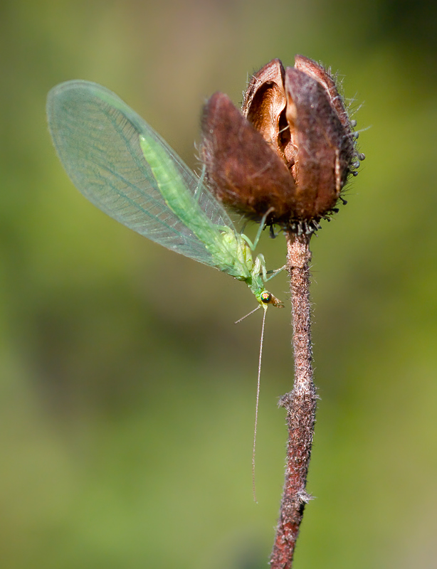 Italochrysa italica e Chrysoperla sp.